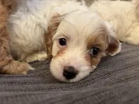 Stacy , a female Cavapoo for sale in Chicago, IL – Photo 4 of 4