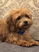 Bobby(free delivery to Chicago , a male Maltipoo and Maltese for sale in Chicago, IL – 8 of 9