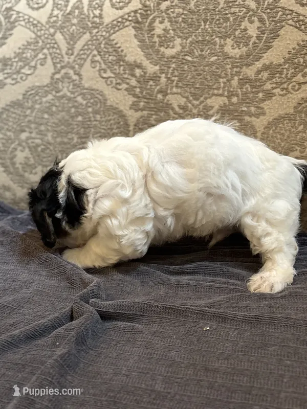 Stevie(free delivery to Chicago area – Coton de Tulear, Cavalier King Charles Spaniel puppy on hold in Chicago, IL