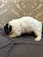 Stevie(free delivery to Chicago area, a male Coton de Tulear and Cavalier King Charles Spaniel for sale in Chicago, IL – 5 of 9