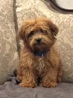 Bobby(free delivery to Chicago , a male Maltipoo and Maltese for sale in Chicago, IL – 6 of 9