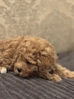 Fonzie(free delivery to Chicago area , a male Cavapoo for sale in Chicago, IL – 8 of 8