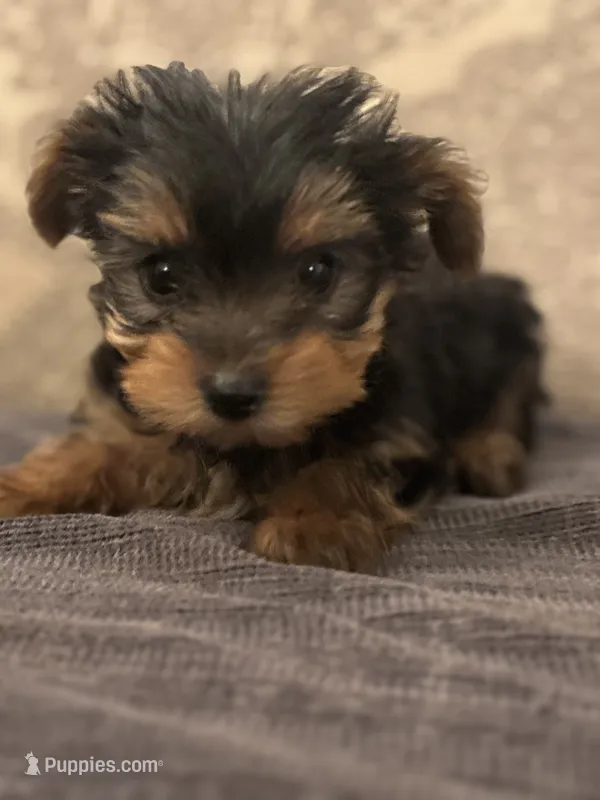 Teddy Bear  (free delivery to Chicago area – Yorkshire Terrier puppy for sale in Chicago, IL
