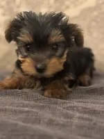 Teddy Bear  (free delivery to Chicago area, a male Yorkshire Terrier for sale in Chicago, IL – 2 of 7
