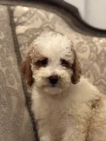 Milly(free delivery to Chicago area, a female Miniature Goldendoodle for sale in Lansing, IL – 7 of 8
