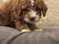 Norman(free delivery to Chicago area, a male Miniature Goldendoodle for sale in Chicago, IL – 4 of 9