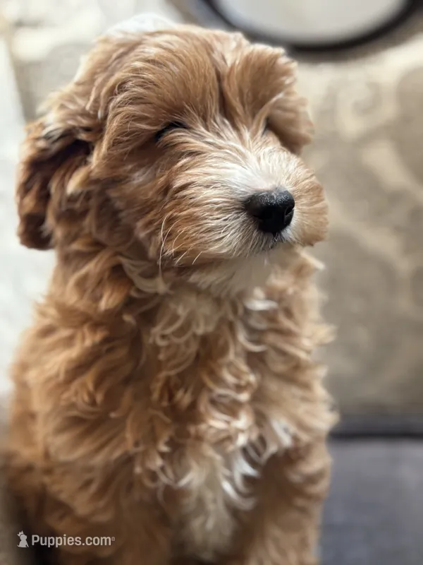 Joey (free delivery to Chicago  – Cavapoo, Cavalier King Charles Spaniel puppy for sale in Chicago, IL