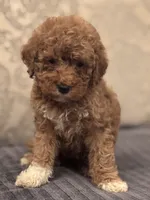 Cami(free delivery to Chicago area, a female Miniature Goldendoodle for sale in Chicago, IL – 7 of 8