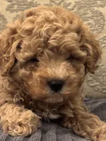 Fonzie(free delivery to Chicago area , a male Cavapoo for sale in Chicago, IL – 1 of 8