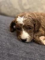 Cami (free delivery to Chicago , a female Miniature Goldendoodle for sale in Chicago, IL – Photo 2 of 5