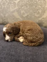 Cami (free delivery to Chicago , a female Miniature Goldendoodle for sale in Chicago, IL – Photo 4 of 5