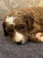 Cami (free delivery to Chicago , a female Miniature Goldendoodle for sale in Chicago, IL – Photo 5 of 5