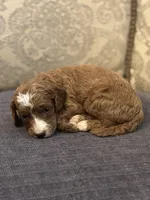 Cami (free delivery to Chicago , a female Miniature Goldendoodle for sale in Chicago, IL – Photo 3 of 5
