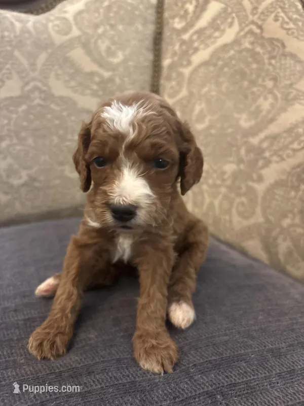 Cami (free delivery to Chicago  – Miniature Goldendoodle puppy for sale in Chicago, IL