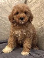 Cami(free delivery to Chicago area, a female Poodle - Miniature  and Miniature Goldendoodle for sale in Chicago, IL – 3 of 9
