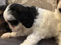 Spot, a female Cavapoo for sale in Chicago, IL – Photo 3 of 5