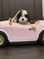 Peanut (free delivery to Chicago), a female Cavapoo and Bernedoodle for sale in Chicago, IL – Photo 8 of 8