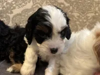 Spot, a female Cavapoo for sale in Chicago, IL – Photo 5 of 5