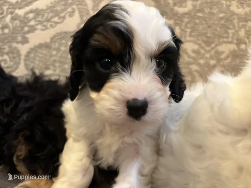 Spot – Cavapoo puppy for sale in Chicago, IL