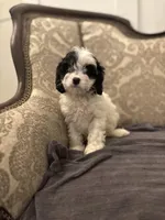 Peanut (free delivery to Chicago), a female Cavapoo and Bernedoodle for sale in Chicago, IL – Photo 5 of 8