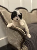 Peanut (free delivery to Chicago), a female Cavapoo and Bernedoodle for sale in Chicago, IL – Photo 6 of 8