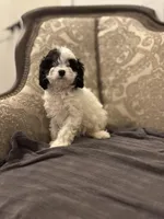 Peanut (free delivery to Chicago), a female Cavapoo and Bernedoodle for sale in Chicago, IL – Photo 4 of 8