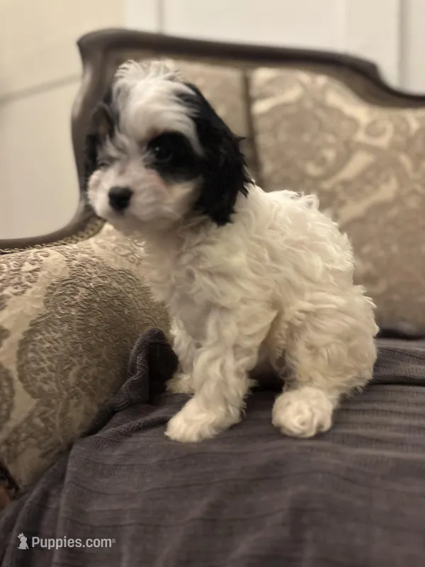 Peanut (delivery available to Chicago) – Cavapoo, Bernedoodle puppy for sale in Chicago, IL