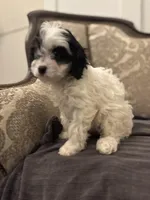 Peanut (free delivery to Chicago), a female Cavapoo and Bernedoodle for sale in Chicago, IL – Photo 3 of 8