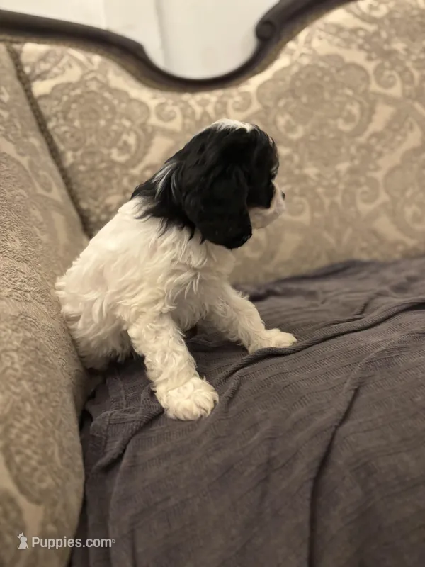 Peanut (delivery available to Chicago) – Cavapoo, Bernedoodle puppy for sale in Chicago, IL