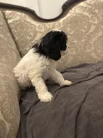 Peanut (free delivery to Chicago), a female Cavapoo and Bernedoodle for sale in Chicago, IL – Photo 2 of 8