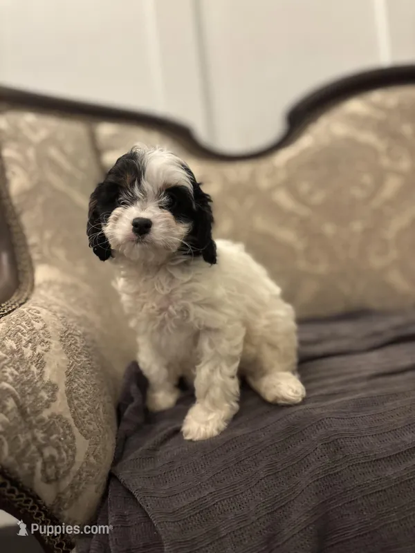 Peanut (delivery available to Chicago) – Cavapoo, Bernedoodle puppy for sale in Chicago, IL