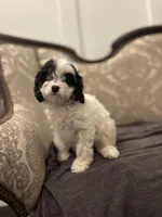 Peanut (free delivery to Chicago), a female Cavapoo and Bernedoodle for sale in Chicago, IL – Photo 1 of 8