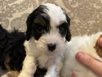 Spot, a female Cavapoo for sale in Chicago, IL – Photo 4 of 5