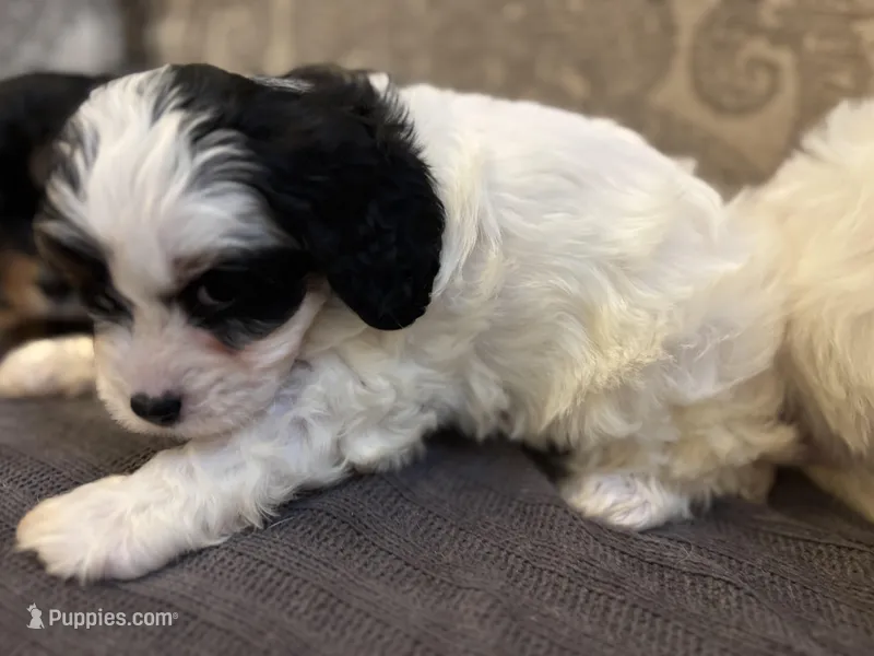 Spot – Cavapoo puppy for sale in Chicago, IL