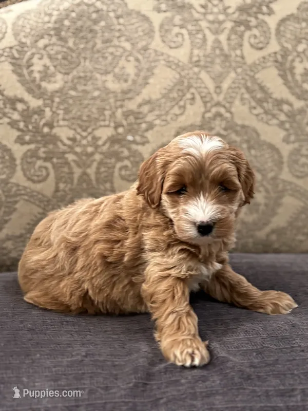 Joey(free delivery to Chicago  – Cavapoo, Cavalier King Charles Spaniel puppy for sale in Chicago, IL