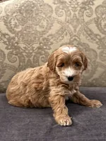 Joey, a male Cavapoo and Cavalier King Charles Spaniel for sale in Chicago, IL – 4 of 7