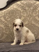 Miley(free delivery to Chicago , a female Miniature Goldendoodle for sale in Chicago, IL – 6 of 8