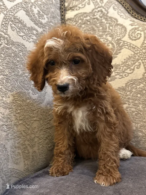Sara (free delivery to Chicago  – Miniature Goldendoodle puppy for sale in Chicago, IL