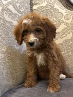 Sara (free delivery to Chicago , a female Miniature Goldendoodle for sale in Chicago, IL – 3 of 6