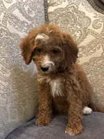 Sara (free delivery to Chicago , a female Miniature Goldendoodle for sale in Chicago, IL – 2 of 6