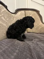 Alvin(free delivery to Chicago area, a male Cavapoo for sale in Chicago, IL – 8 of 9