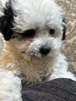 Sofie(free delivery to Chicago area, a female Coton de Tulear and Cavalier King Charles Spaniel for sale in Chicago, IL – 7 of 8