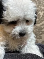 Sofie(free delivery to Chicago area, a female Coton de Tulear and Cavalier King Charles Spaniel for sale in Chicago, IL – 5 of 8