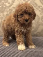 Cami(free delivery to Chicago area, a female Miniature Goldendoodle for sale in Chicago, IL – 3 of 8