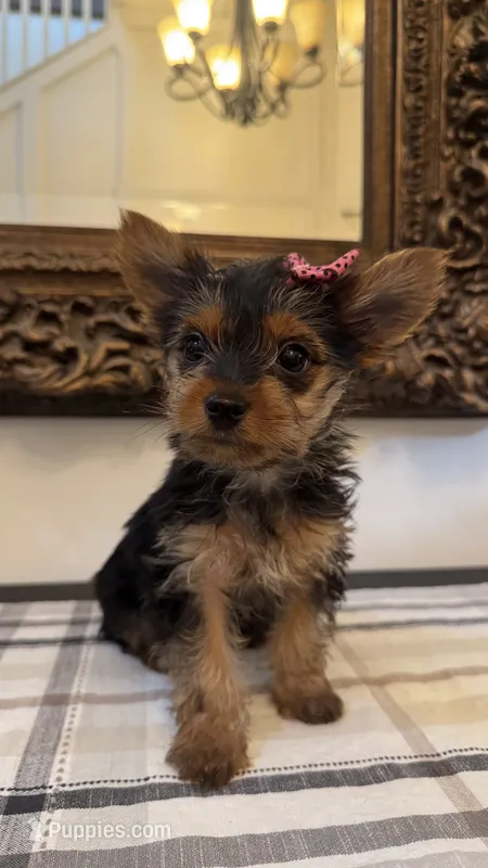 Cami (free delivery to Chicago  – Yorkshire Terrier puppy for sale in Chicago, IL