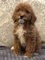 Princess Diana(free delivery to Chicago area, a female Poodle - Miniature  and Miniature Goldendoodle for sale in Chicago, IL – 4 of 10