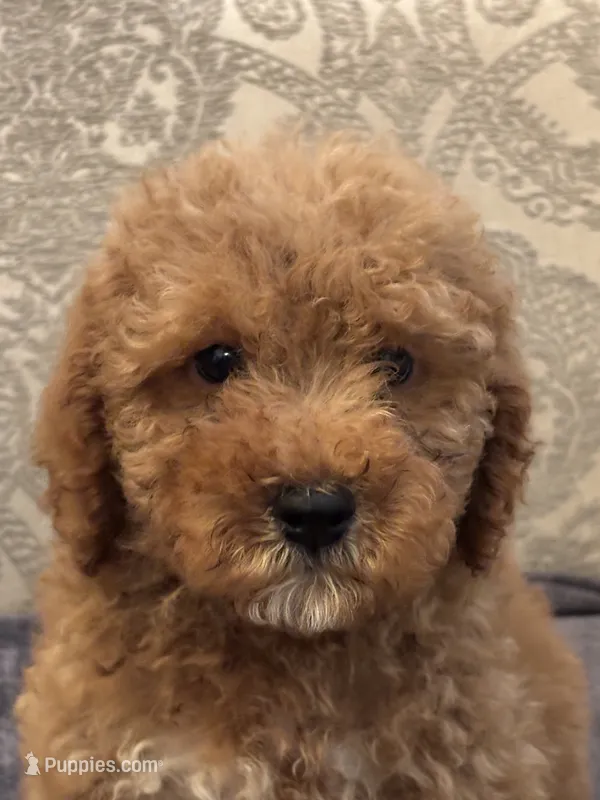 Cami(free delivery to Chicago area – Poodle - Miniature , Miniature Goldendoodle puppy for sale in Chicago, IL