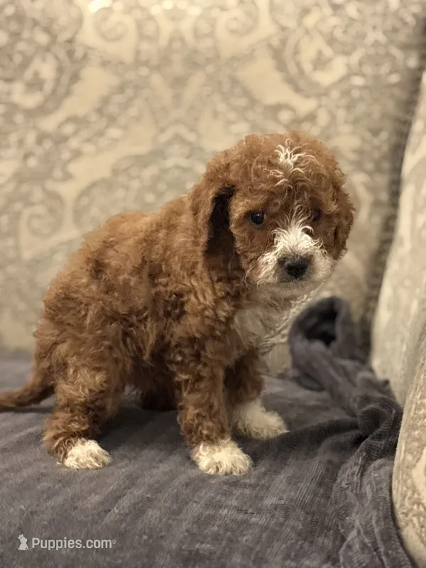 Betty(free delivery to Chicago area – Miniature Goldendoodle puppy for sale in Chicago, IL