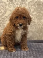 Princess Diana(free delivery to Chicago area, a female Poodle - Miniature  and Miniature Goldendoodle for sale in Chicago, IL – 10 of 10