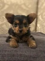 Cami (free delivery to Chicago , a female Yorkshire Terrier for sale in Chicago, IL – 4 of 10